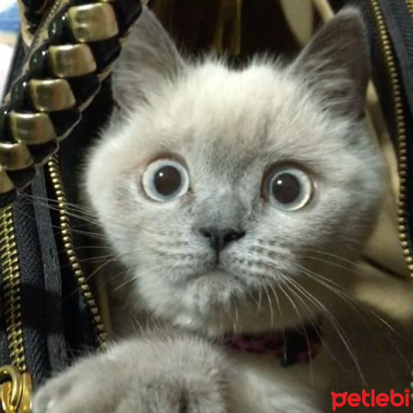 British Shorthair, Kedi  Şans fotoğrafı