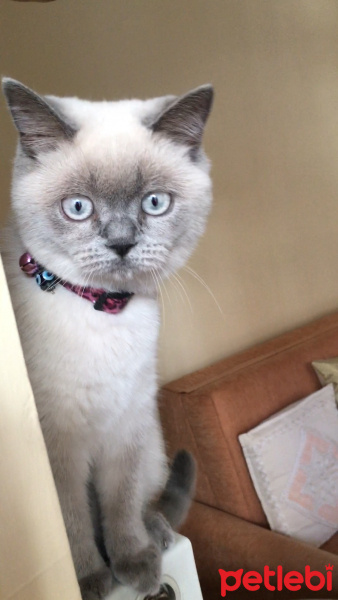 British Shorthair, Kedi  Şans fotoğrafı