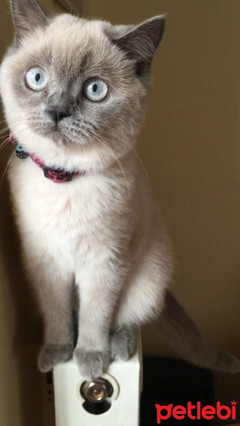 British Shorthair, Kedi  Şans fotoğrafı