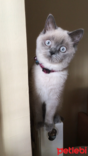 British Shorthair, Kedi  Şans fotoğrafı