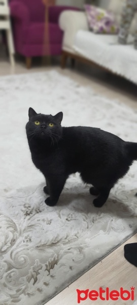 British Shorthair, Kedi  Zeytin fotoğrafı