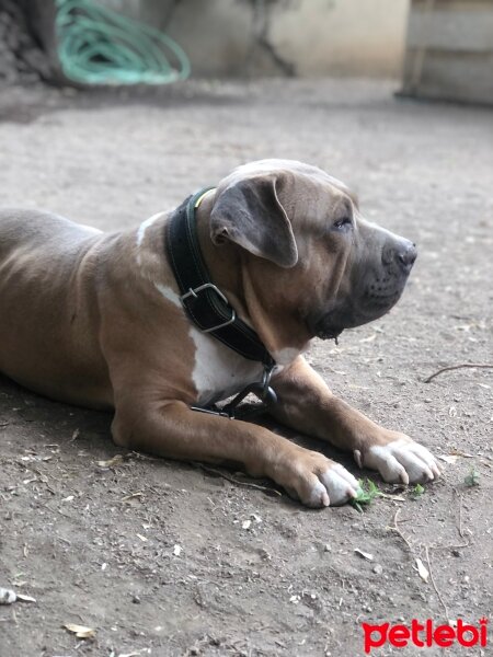 Amerikan Staffordshire Terrier, Köpek  Ares fotoğrafı