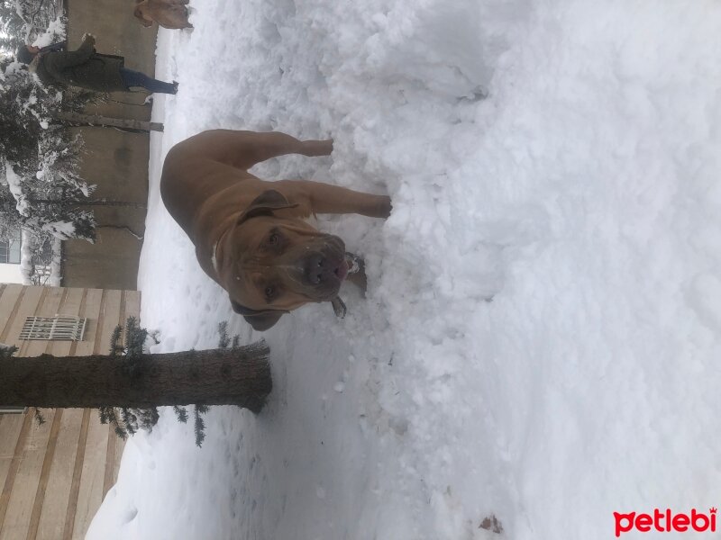 Amerikan Staffordshire Terrier, Köpek  Ares fotoğrafı