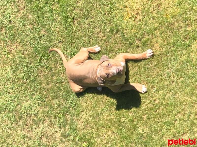 Amerikan Staffordshire Terrier, Köpek  Ares fotoğrafı