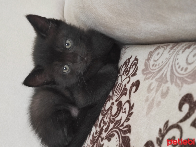 Tekir Kedi, Kedi  Gece fotoğrafı