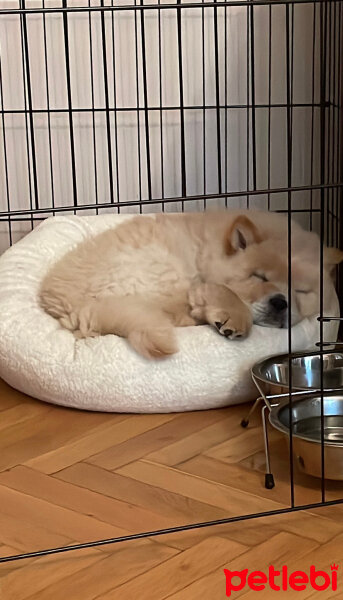 Chow Chow (çin Aslanı), Köpek  Aslan fotoğrafı