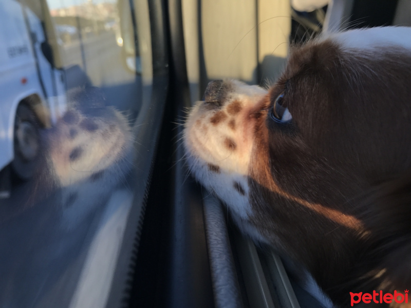 Cavalier King Charles Spanieli, Köpek  Jüjük fotoğrafı