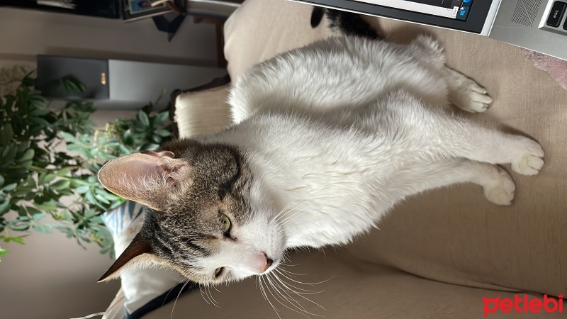 Soke, Kedi  Bıdık fotoğrafı