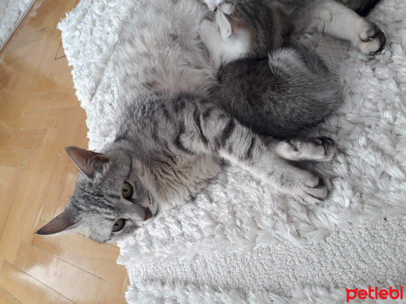 Tekir Kedi, Kedi  Pamuk fotoğrafı