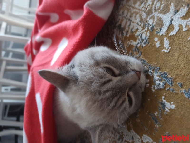British Longhair, Kedi  Şakir fotoğrafı
