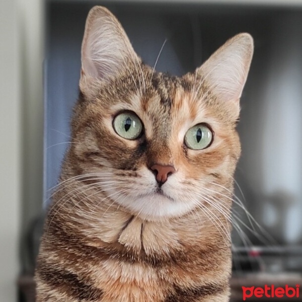 Tekir Kedi, Kedi  Lily fotoğrafı