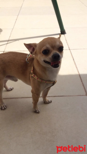 Chihuahua, Köpek  Mickey fotoğrafı