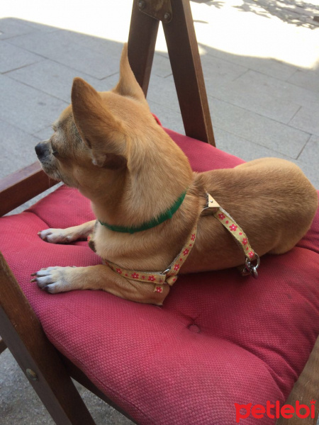 Chihuahua, Köpek  Mickey fotoğrafı