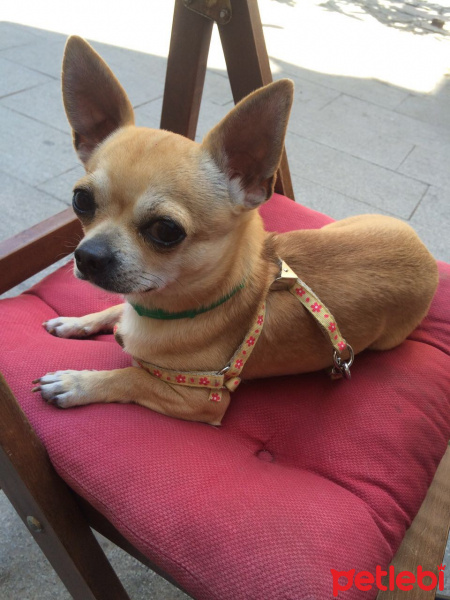 Chihuahua, Köpek  Mickey fotoğrafı