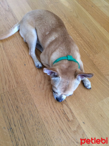 Chihuahua, Köpek  Mickey fotoğrafı