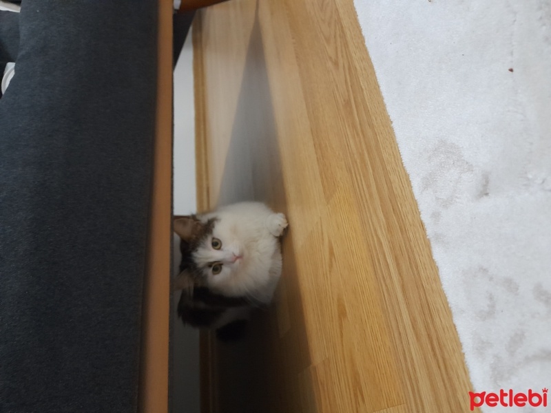 Tekir Kedi, Kedi  Pamuk fotoğrafı