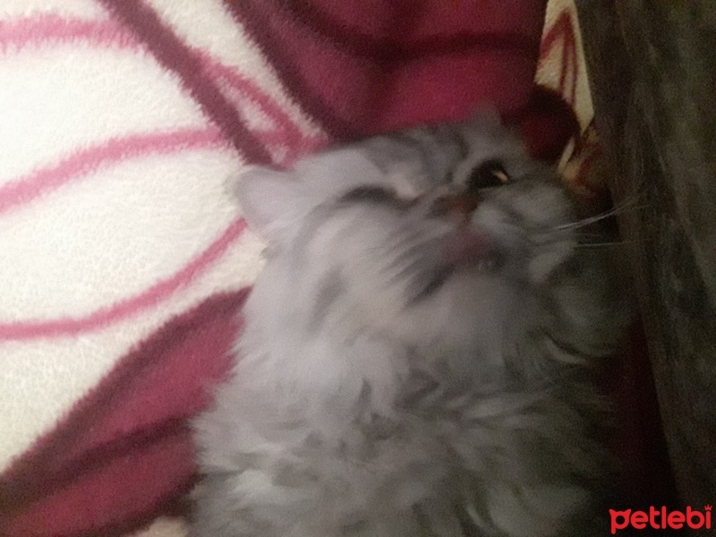 British Shorthair, Kedi  Bulut fotoğrafı