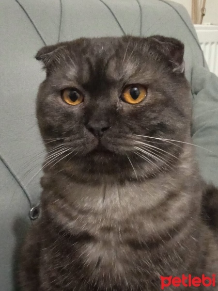 Scottish Fold, Kedi  Duman fotoğrafı