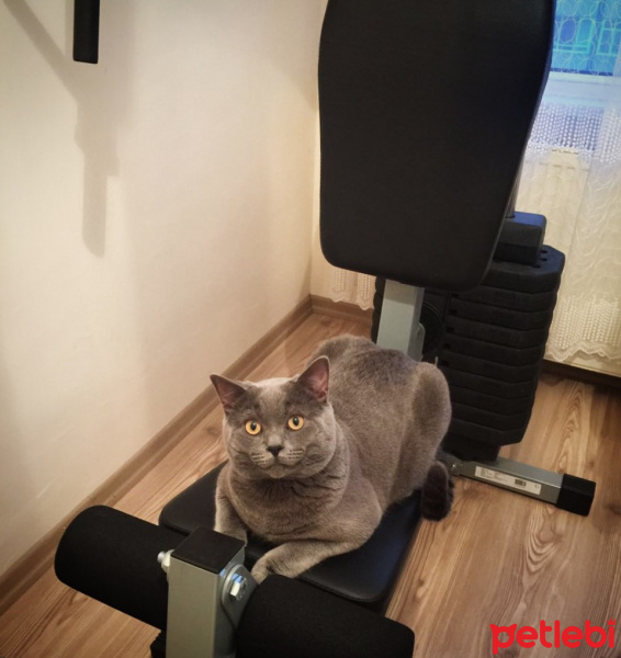 British Shorthair, Kedi  Hodor fotoğrafı