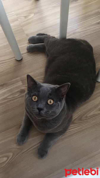 British Shorthair, Kedi  Hodor fotoğrafı