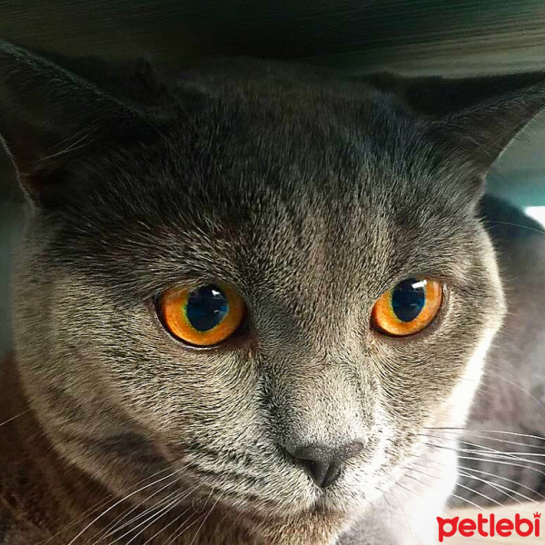 British Shorthair, Kedi  Hodor fotoğrafı