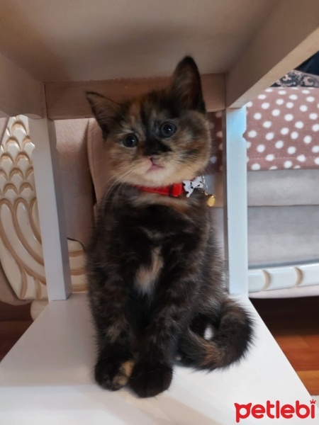 British Shorthair, Kedi  Tarçın fotoğrafı