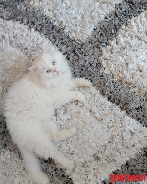 British Shorthair, Kedi  Tarçın fotoğrafı