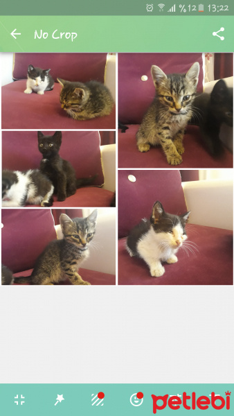 Tekir Kedi, Kedi  Küçük dostlar yuva ariyor fotoğrafı