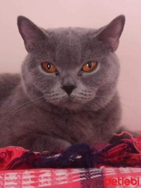 British Shorthair, Kedi  Tarçın fotoğrafı