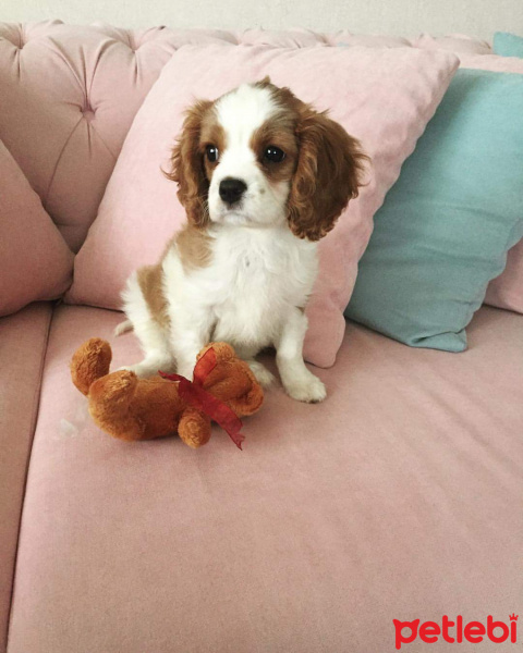Cavalier King Charles Spanieli, Köpek  Köpük fotoğrafı