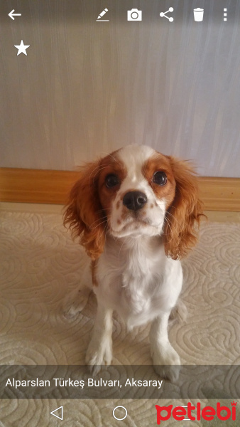 Cavalier King Charles Spanieli, Köpek  Köpük fotoğrafı