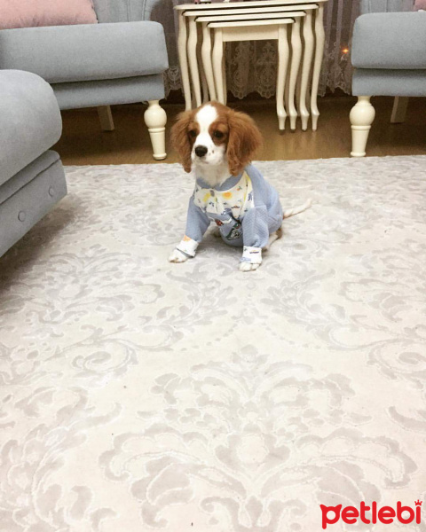 Cavalier King Charles Spanieli, Köpek  Köpük fotoğrafı