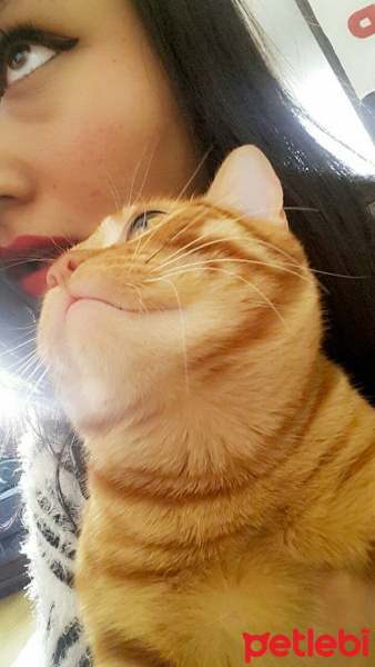Tekir Kedi, Kedi  Kader fotoğrafı