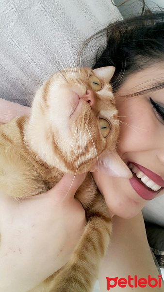 Tekir Kedi, Kedi  Kader fotoğrafı