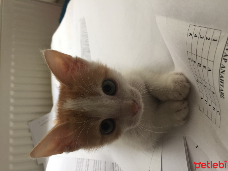Tekir Kedi, Kedi  Ginny fotoğrafı