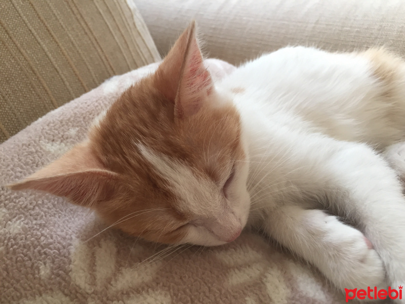 Tekir Kedi, Kedi  Ginny fotoğrafı