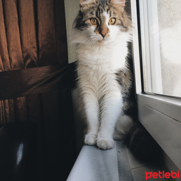 American Bobtail, Kedi  Püskül fotoğrafı