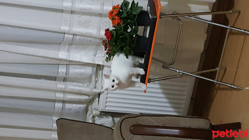 Van Kedisi, Kedi  Yumak fotoğrafı