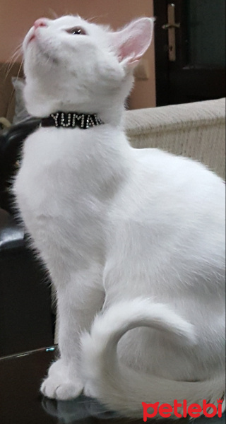 Van Kedisi, Kedi  Yumak fotoğrafı