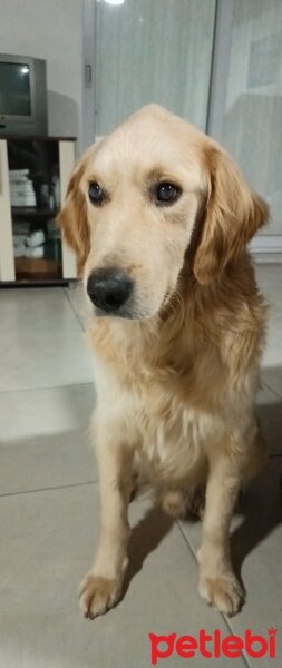 Golden Retriever, Köpek  Ada fotoğrafı