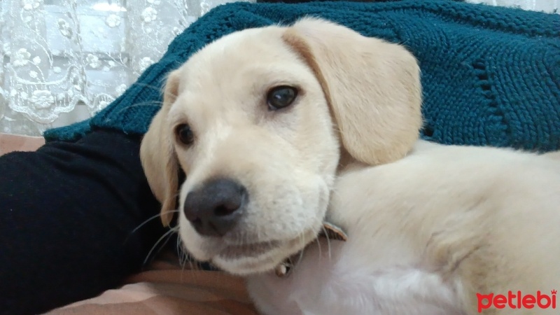 Labrador Retriever, Köpek  Masal fotoğrafı