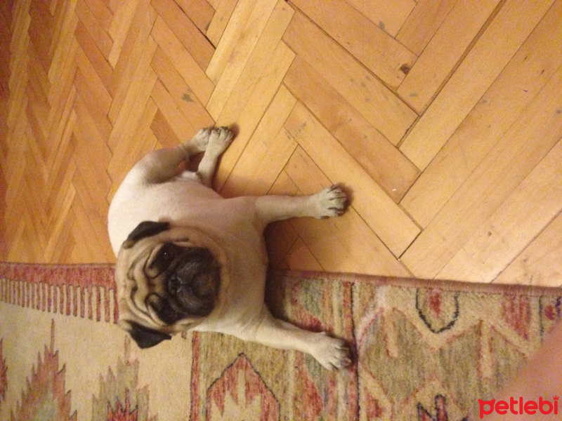 Pug, Köpek  Başkan fotoğrafı