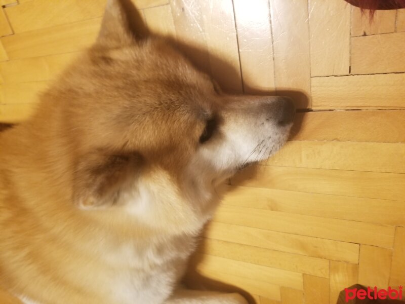 Akita İnu, Köpek  Fox fotoğrafı