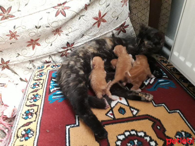 Ankara Kedisi, Kedi  ISIMSSIZ fotoğrafı