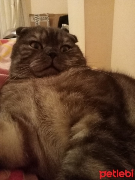British Shorthair, Kedi  Boncuk fotoğrafı