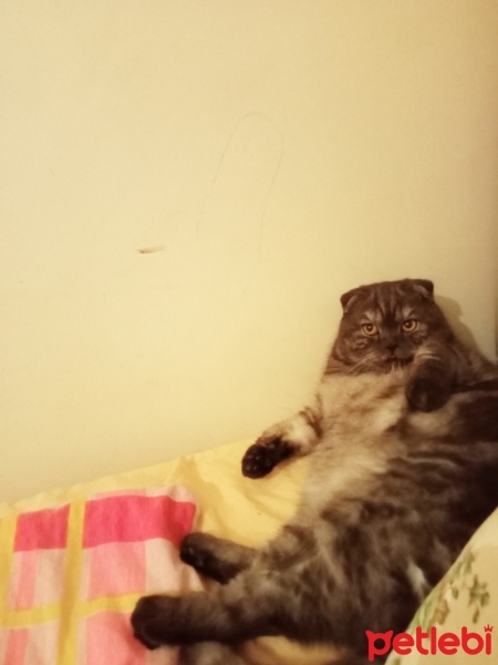 British Shorthair, Kedi  Boncuk fotoğrafı