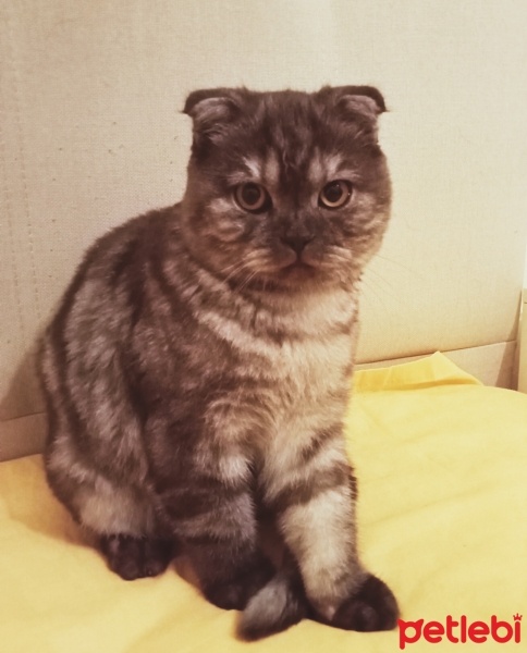 British Shorthair, Kedi  Boncuk fotoğrafı
