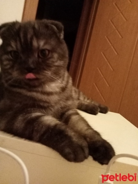 British Shorthair, Kedi  Boncuk fotoğrafı