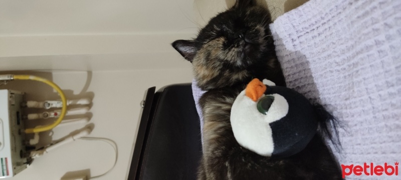 British Shorthair, Kedi  Maja Mia fotoğrafı