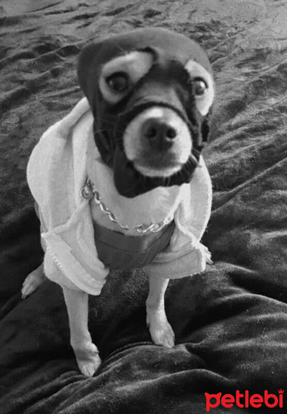 Chihuahua, Köpek  Lia fotoğrafı